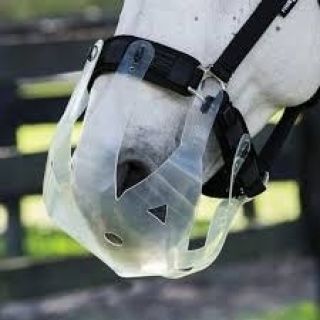 🌱 Příliš trávy = velké riziko. 🐴 Thinline pastevní náhubek chrání zdraví vašeho koně – pohodlně, bezpečně a bez...